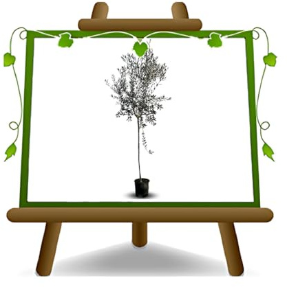 EURO PLANTS VIVAI Olivier Frantoio plante fruitière en pot 22 cm hauteur maximale 170 cm – Âge 4 ans