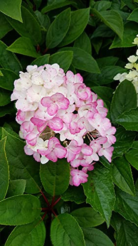 Hydrangea paniculata Fraise Melba® 'Renba' / Hortensia paniculé Fraise Melba® 'Renba' / Conteneur de 7 à 10 litres