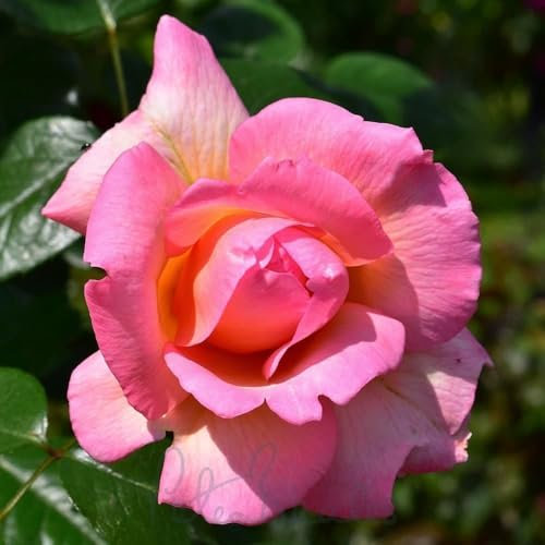 Peter Beales Roses Fragrant Celebration, Climbing Rose, Apricot-Pink, 3m Height, Strong Fragrance