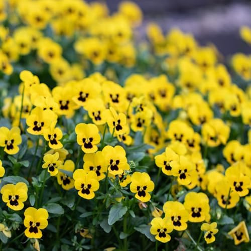 pensamientos de balcón primavera de bonsái semillas exóticas Cobertura perenne resistente arbusto mariposas jardín interior semillas prados 100pcs