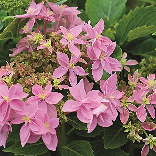 Pink Hydrangea Double Dutch Edam Beautiful Double Pink Blooms Hardy Shrub Ideal for Patio Pots and Borders Easy to Grow Outdoor Garden Flower Plants 2 x 14cm Potted Plants by Suttons