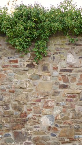 Livingwalls Papier peint mural en pierre Beige Motif cercles sur 2,80 m x 1,59 m