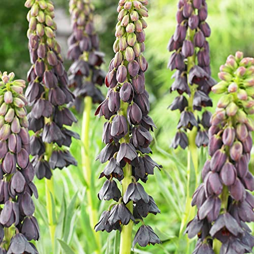 Kaiserkronen Knollen Mehrjährig - Fritillaria Persica Purple Blumenzwiebeln - 5 Zwiebeln - Echte Pflanzen aus Holland - für Garten und Topf (große Knollen, kein Samen und nicht künstlich)