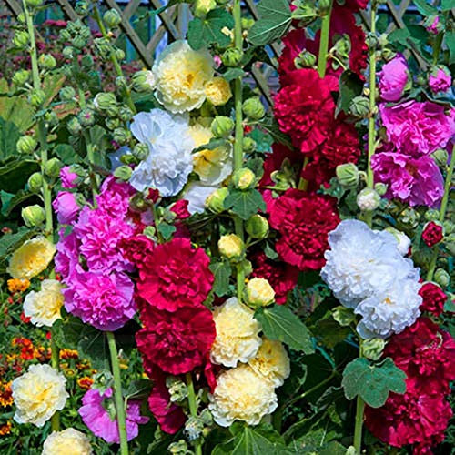 seedsown 100 Pcs Couleur aléatoire Rose trémière Althaea Graines Plantation de Jardin