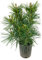Pino a ombrello giapponese Sciadopitys verticillata pianta in vaso ø20 cm h. 35/50 cm Vivaio di Castelletto