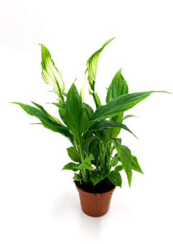 Hoja Spathiphyllum | bueno para el clima interior | Planta de interior | Planta real | Maceta de diámetro 6 | Altura 21 cm (1, sin maceta)