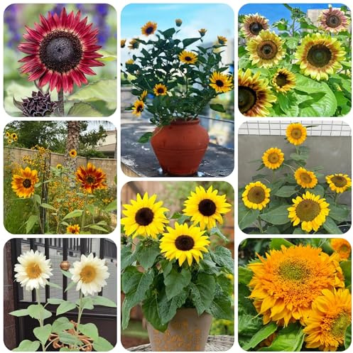 semillas de girasol, resistentes en girasoles resistentes para el jardín de perennes ornamentales decoración 800pcs