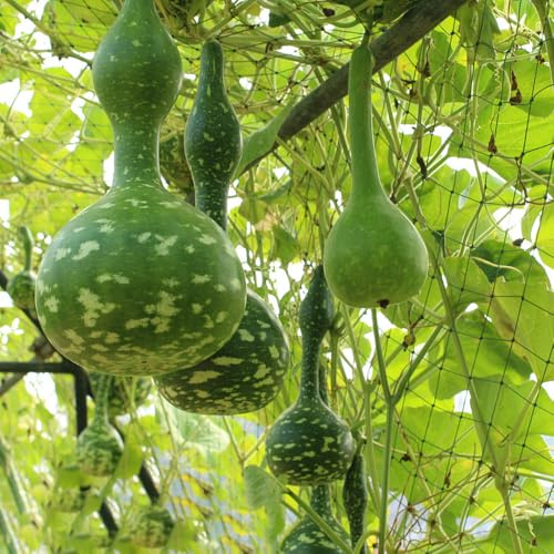 Semillas de calabaza de botella, semillas de Lagenaria siceraria, antiguas variedades 100pcs