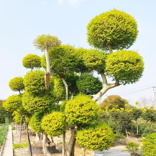 aligustre, semillas de aligustre resistentes en macetas alheña de oficina hoja interior purificadoras aire resistentes jardines rocas Decoraciones jardín 200semillas