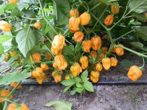 Chili Habanero Madame Jeanette Yellow 10 semillas