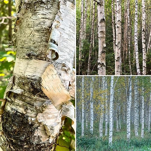 300 Samen Set Verschiedene Birken Samen Mix Wald Baum