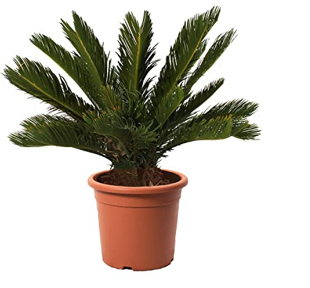 KENTIS - Cycas Revoluta con Decorazione Vaso in Juta - Palma Nana - Piante Vere da Esterno Resistenti - Pianta da Giardino Balcone - H 60/80 cm Vaso Ø 24 cm