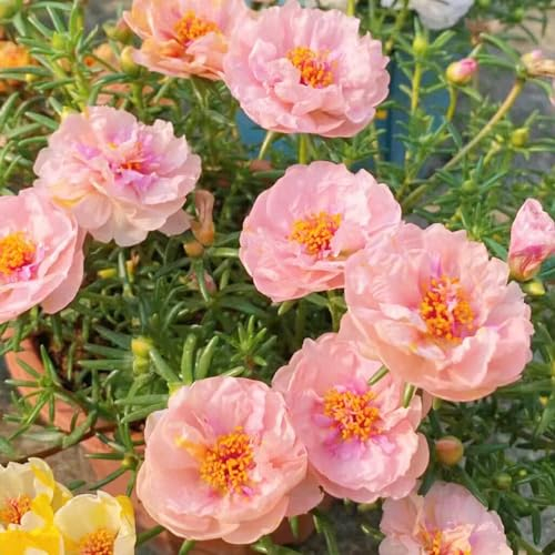 200 pcs portulakröschen samen winterhart kleines geschenk für frauen moosrosen samen, winterharte pflanzen für garten wildblumensamen mehrjährig winterfeste pflanzen für balkon robuste