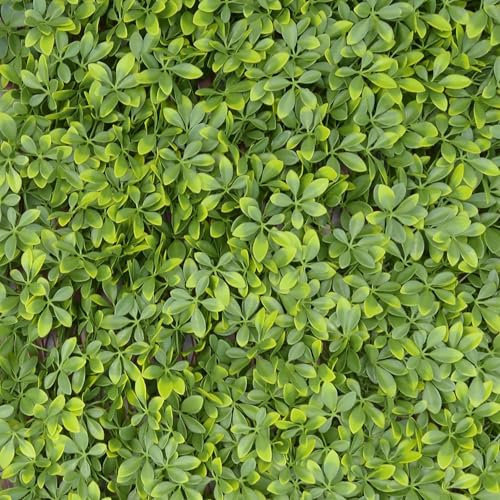 TENAX Divy Trellis - Pitósforo de 100 x 200 cm, Verde, celosía Extensible con Hojas de Polietileno Tipo pitósforo para decoración y blindaje de Balcones, Jardines y Vallas