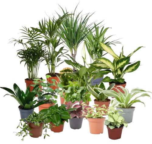 Verdecora Pack de 10 Plantas Naturales en maceta de Ø9cm | Selección Aleatoria de Especies Exóticas y Decorativas | Ideal para Interior y Exterior