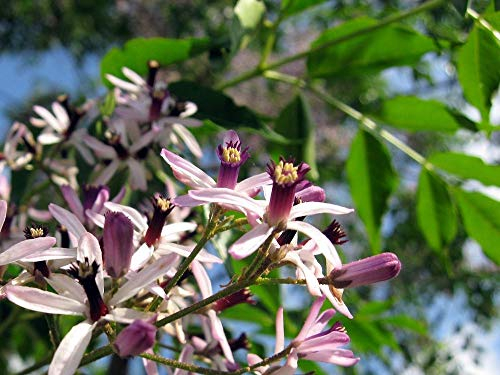 5 Semi di Melia Azedarach (Cannella)