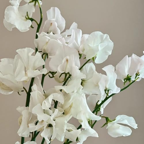 Semillas de guisante de olor perenne, de exterior resistentes decoración de sala de estar semillas exóticas para lugares soleados 100pcs