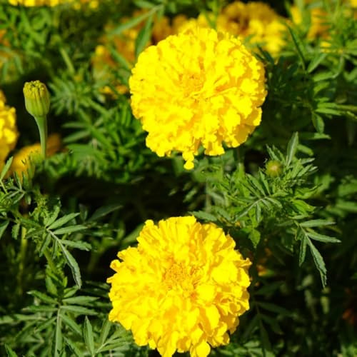 semillas de caléndula tagetes orgánicas de silvestres comprar caléndula silvestres para balcón perennes balcón cortadas raras, decoración sala 60pcs