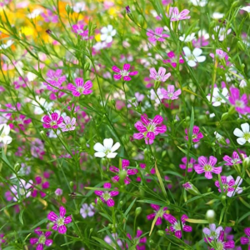 Welldales 100 Creeping Rose Gypsophila Flower Seeds to Plant & Grow Cascading Garden Plant
