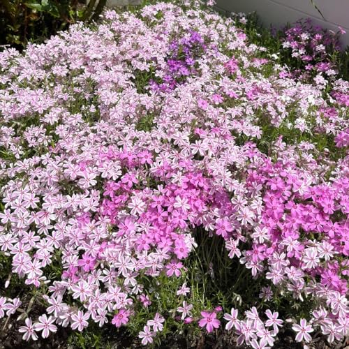 300 pcs teppichphlox samen winterhart wildblumenwiese saatgut mehrjährig seed teppich flammenblume pflanzen samen indoor winterharte balkonpflanzen gartenblumen pflanzen balkon pflanze
