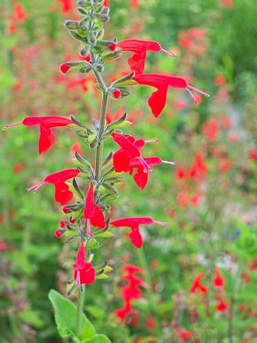 50+ Salvia coccinea | Graines de fleurs de sauge sanglante/Pérénienne Graines de fleurs sauvages borderes Plantes de fleurs artificielles Graines d'extérieur Maison Jardin Graines de fleurs