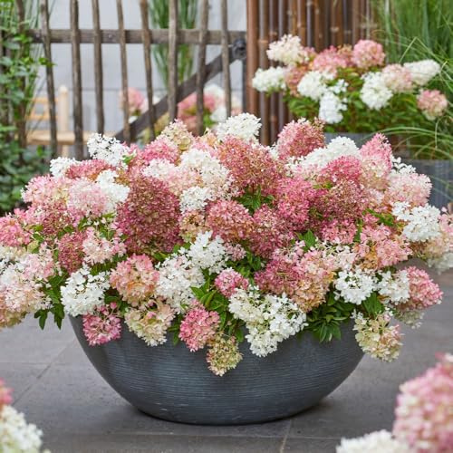 Hydrangea paniculata ‘Groundbreaker Blush’ – Hardy Low-Growing Shrub – Groundcover Hydrangea – Only 40cm Tall – 100 Days of Flowers 1x 14cm Pot by Thompson and Morgan