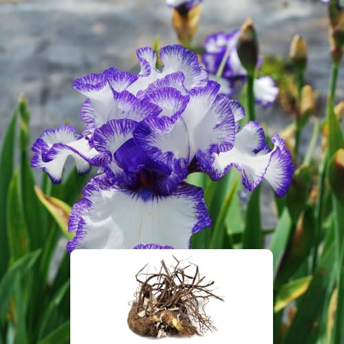 1 Iris Germanica Blue & White Bulb – Elegant White Flowers with Purple Edges – Summer-Flowering Perennial – Cultivated for UK Climate Conditions