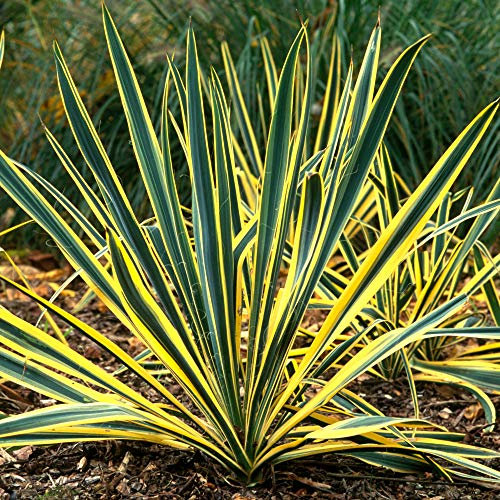 Yucca Bright Edge Compact Evergreen Flowering Outdoor Garden Shrub Plant in Pot (9cm Pot, 20-30cm)