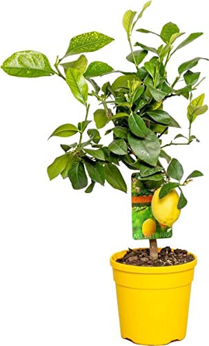 DECOALIVE Árbol de Limón Natural Limonero Planta Viva Que Genera Limones