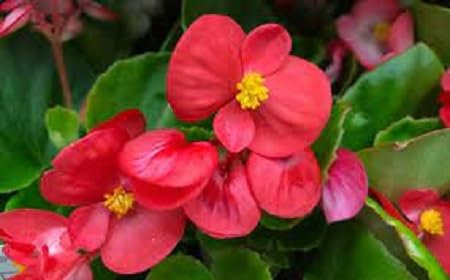 Neue frische 80 Stück Begonienblumensamen