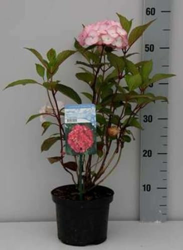 Hydrangea serr. 'Summer Glow'® - Hortensia 30-40 cm en pot