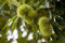 Castanea sativa 80-100 cm - Esskastanie, essbare Früchte, Blütezeit Juni-Juli, ideal für große Gärten, winterhart und pflegeleicht