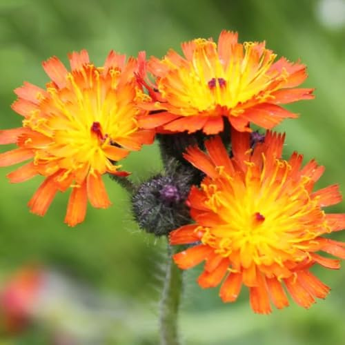 Hieracium semillas silvestres Cubresuelos resistentes Decoraciones jardín exteriores 25pcs