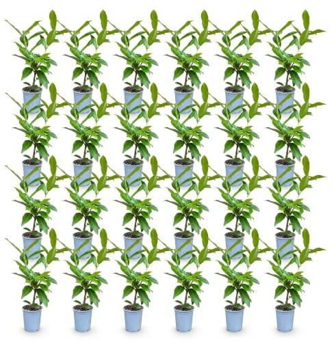 Plantas de Seto Prunus Novita, Laurel Cerezo Perenne, Verde, Pack de 24