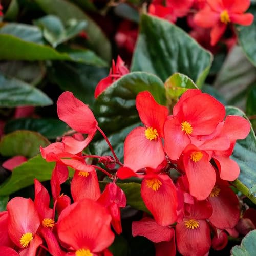 Fresh 100Pcs red Begonia Flower Seeds