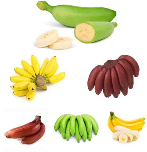 banane, banano - biologici semi di banana sostenibili vaso resistenti, adatte all'uso esterno, giardino resistenti in vaso 65semi