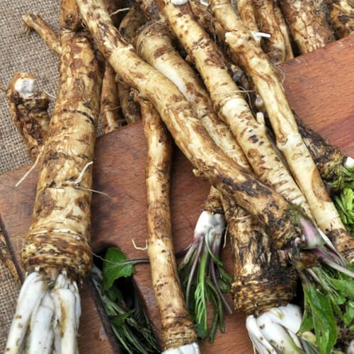 Semillas de rábano picante, antiguas variedades semillas de Armoracia rusticana semillas de invierno de balcón resistentes 200pcs