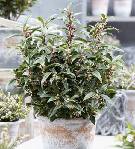 Sarcococca 'Winter Gem' (Christasa Sweetbox) 15cm Pot Hardy Evergreen Plant Shrub, White