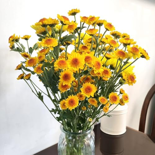 gänseblümchensamen bio - mehrjährig balkon, winterhart 50pcs
