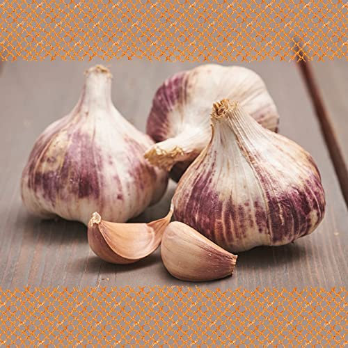 FLORTUS – Winterpflanzknoblauch Germidour 250 g zertifiziertes Pflanzgut, keine Samen – Knollengröße 40-50 mm – winterhart, würziger Knoblauch aus Südfrankreich