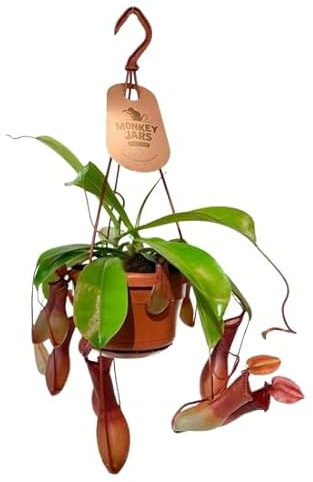 Nepenthes Planta Que Come Insectos de Gran Tamaño