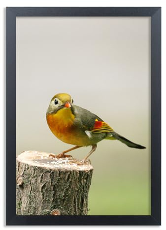 Cornice per poster in legno massello, 23 x 33 cm, cornice per foto da 22 x 33 cm, colore nero, con accessori per appendere (UX22B913)