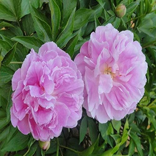 3-5 yeux pivoine racine nue - racines de pivoine à planter - bulbes/racines sains de haute qualité et sains (2, rose)