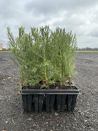 10st. Mammutbaum 10-15cm Sequoiadendron giganteum Riesenmammutbaum aus der Baumschule Idealer Solitärbaum
