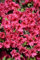 Azalea Rhododendron 'Florida' - Flores rosadas perennes resistentes, 30-40 cm de alto, 2 litros, premio RHS al mérito del jardín