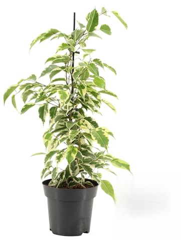 Fresh Plants Zimmerpflanzen -Ficus benjamina ‘Samantha’ - Topf Ø 14 cm - Höhe ca. 55 cm