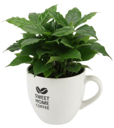 Planta de Café Natural – Coffea Arabica con Maceta en Taza de Cerámica DECOALIVE