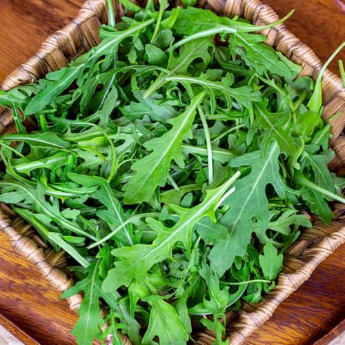 semi di rucola - perenni resistenti balcone biologici appartamento giardino 800pcs