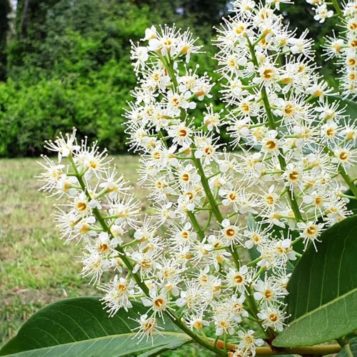 semillas de laurel cerezo - interior, resistentes jardín perennes 30pcs