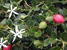 10 Semi di Natal Ciruela IP155 (Carissa Macrocarpa)